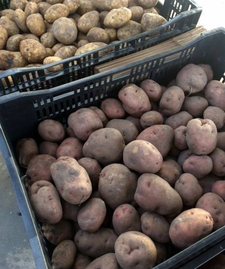 Seed potatoes are here! we've got three varieties of spuds to choose from that are old by the pound. Get yours today 
