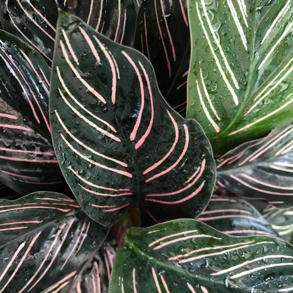 Calathea's Zebra plant brings an interesting piece to your home. With Medium to low light, this plant has unique colors and patterns, this beauty would be a wonderful addition to your collections.