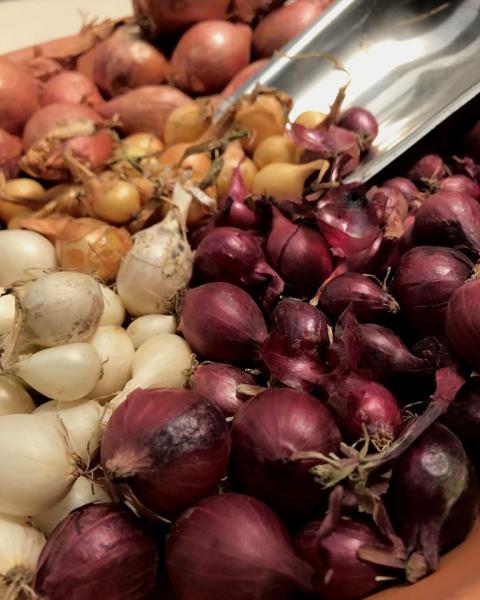 Onion Bulbs are here! We have red, white, and yellow onions for $3.98 per lb. Also have Shallots and Sweet onion for $5.98 per lb.