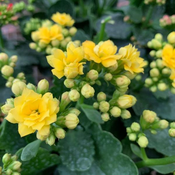Kalanchoes keep blooming year after year, easy to grow, easy to love and always a great choice to supplement your outdoor space.
