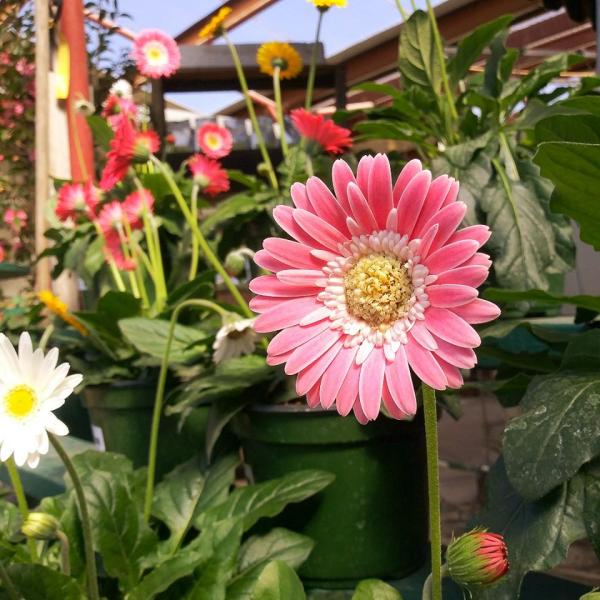 Need some Popping color? We have a bunch of Gerber Daisies to fill in the garden with beautifully bold color! 

