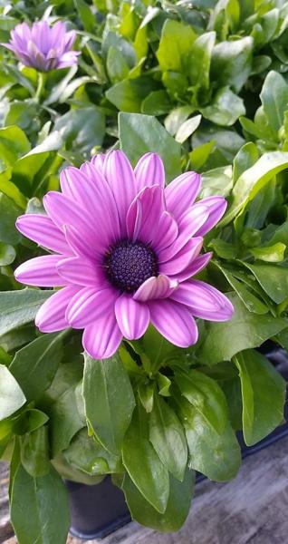 Greengate is blooming just like this lovely flower! Come by to get a head start in your garden! 