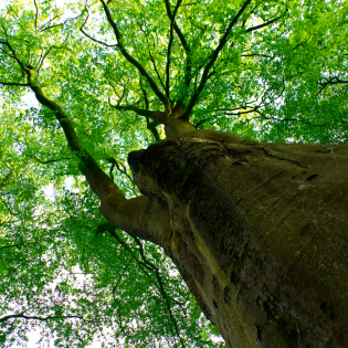 relax under shade trees. 