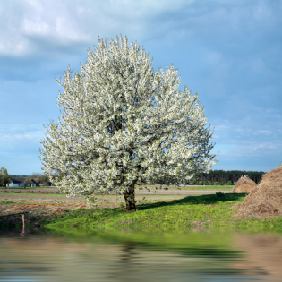 Blooming trees bring your landscape to life.  