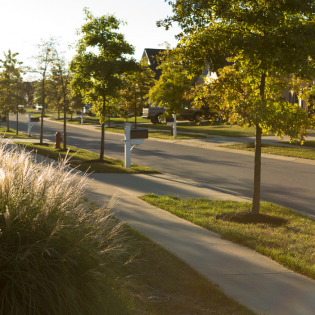 Create accents with ornamental trees. 