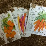 Carrot Seeds