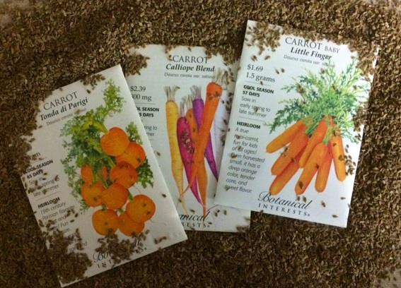 Love fresh carrots? Now is the time to get your seeds started for this tasty root crop. They can be grown in the ground or containers, we