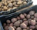 Seed potatoes are here! we've got three varieties of spuds to choose from that are old by the pound. Get yours today 
