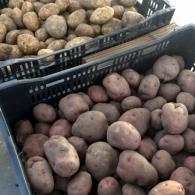 Seed Potatoes 