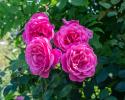 Pink Roses