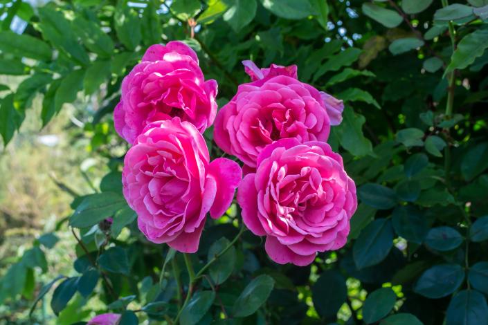 Pink Roses