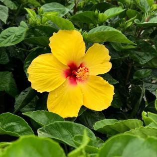 Tropical Plants 