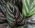 Calathea's Zebra plant brings an interesting piece to your home. With Medium to low light, this plant has unique colors and patterns, this beauty would be a wonderful addition to your collections.