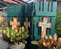 Come by to see our selection of beautiful potted plants perfect for the interior of your home! 