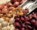 Onion Bulbs are here! We have red, white, and yellow onions for $3.98 per lb. Also have Shallots and Sweet onion for $5.98 per lb.