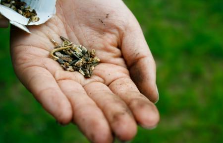 Seeds for your garden 
