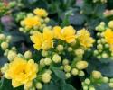 Kalanchoes keep blooming year after year, easy to grow, easy to love and always a great choice to supplement your outdoor space.
