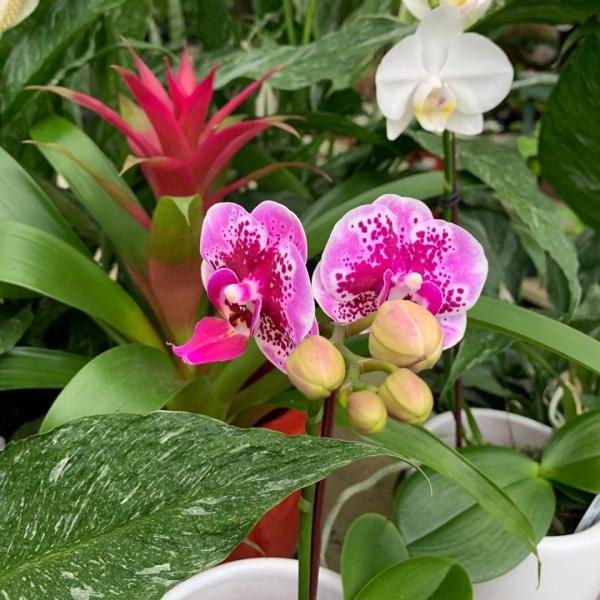 Mini orchids are a perfect gift for that special someone on that special day...stop by the greenhouse to take a gander at our selection! 