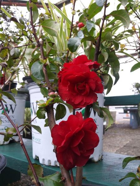 These climbing red roses deliver an enticing aroma that is perfect for supplementing any garden space. 
