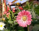 Need some Popping color? We have a bunch of Gerber Daisies to fill in the garden with beautifully bold color! 
