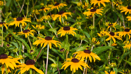 Field of Black-eyed Susan Flowers 