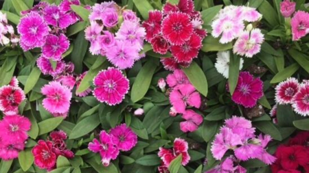 Perennial Dianthus flowers 