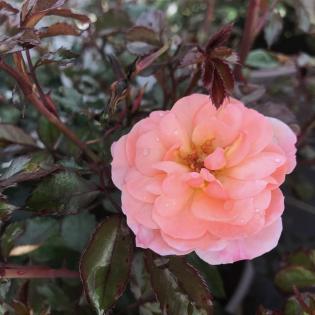 Drift Rose 