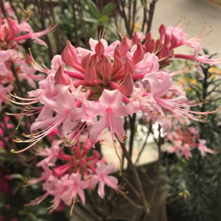 Explore our unique plant collections at Greengate. 