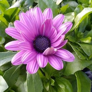 Hear more about our new flower varieties. 
