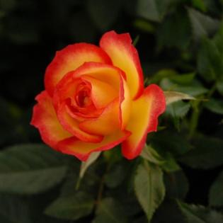 Learn more about roses 