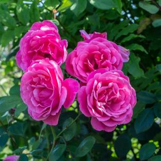 Learn about garden roses 