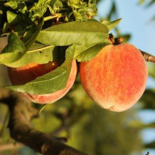 Learn more about fruit trees. 