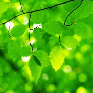 Explore trees and shrubs 