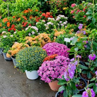 Potted Plants 