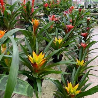 Learn about our new plant varieties.  