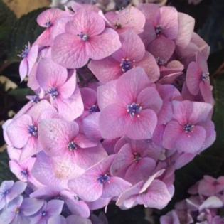 Blooming Shrub 