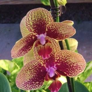 Beautiful orchid plant 