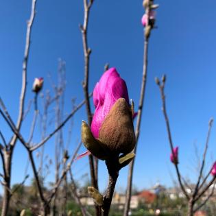 jane magnolia 
