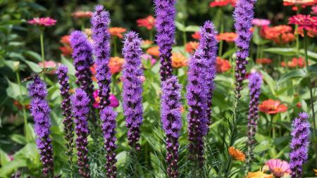Purple Liatris perennial 