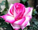 Miss Congeniality Rose