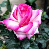 Miss Congeniality Rose