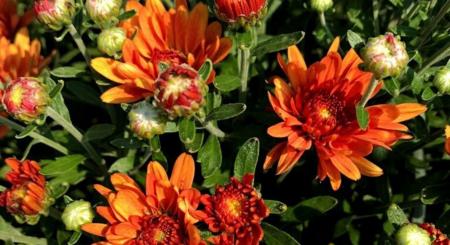 Orange Chrysanthemum 