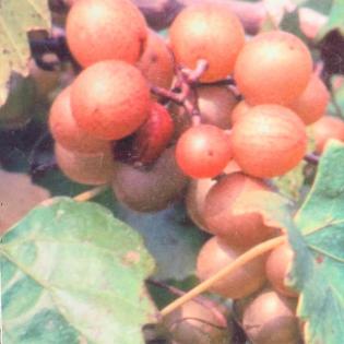 muscadine 