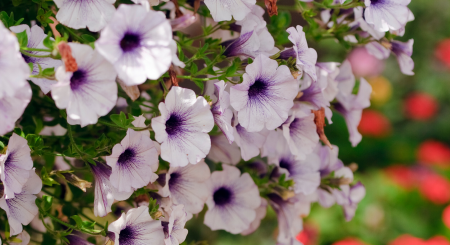 Hanging Basket of Petunias 