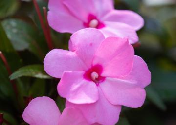 Pink Impatiens