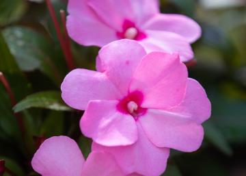 Pink Impatiens