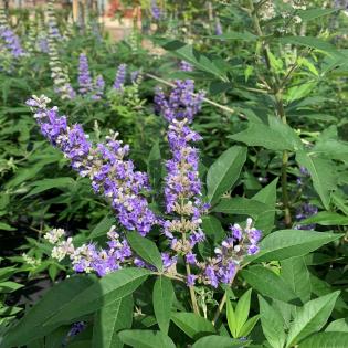 vitex 